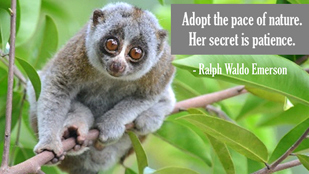 Adopt the pace of nature.  Her secret is patience.